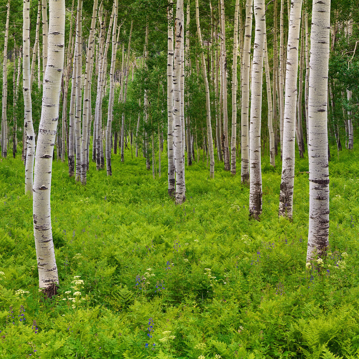 Trees